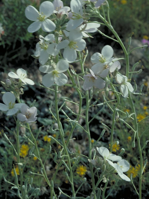 Nerisyrenia camporum (Bicolor fanmustard) #3668