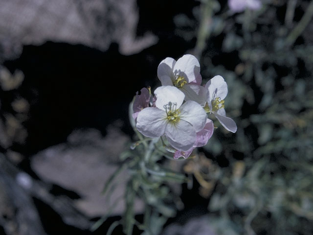 Nerisyrenia camporum (Bicolor fanmustard) #3669