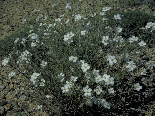 Nerisyrenia camporum (Bicolor fanmustard) #3696