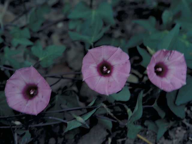 Ipomoea cordatotriloba var. cordatotriloba (Tievine) #4009