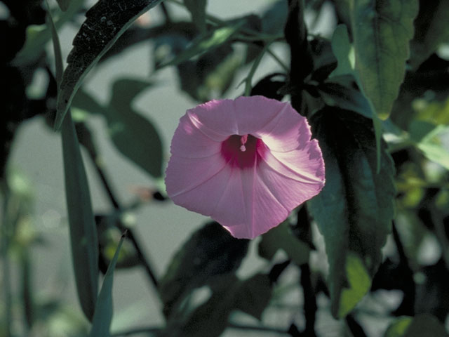 Ipomoea cordatotriloba var. cordatotriloba (Tievine) #4064