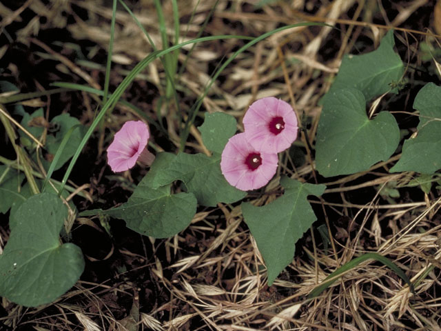 Ipomoea cordatotriloba var. cordatotriloba (Tievine) #4065