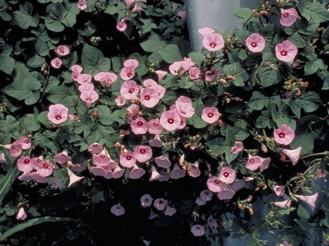 Ipomoea cordatotriloba var. cordatotriloba (Tievine) #4066