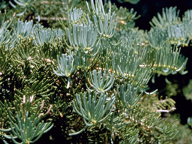 Abies concolor (White fir) #16785