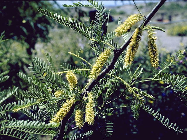 Prosopis glandulosa (Honey mesquite) #4305