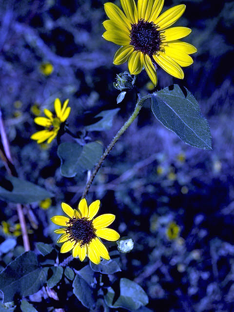 Helianthus annuus (Common sunflower) #4647