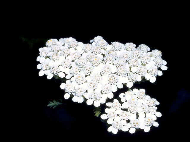 Achillea millefolium (Common yarrow) #4837