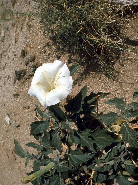 Datura wrightii (Jimsonweed) #15337