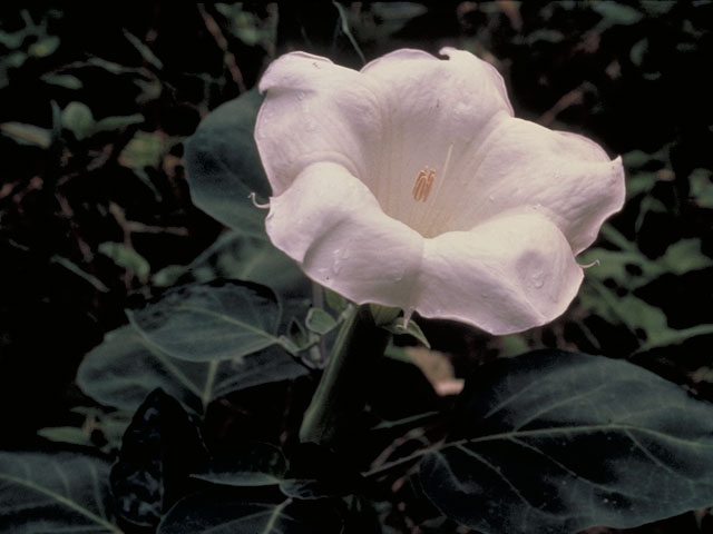 Datura wrightii (Jimsonweed) #5471