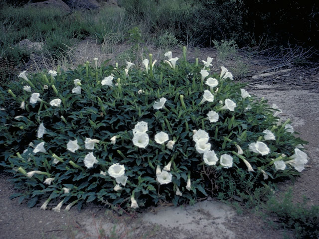 Datura wrightii (Jimsonweed) #5472