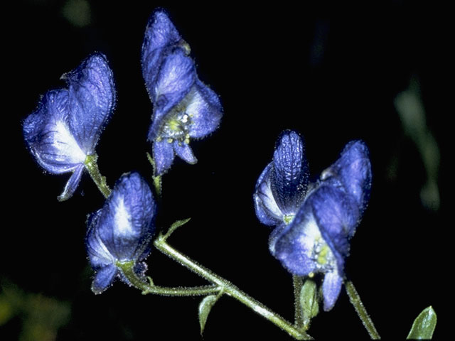 Aconitum columbianum (Columbian monkshood) #6098