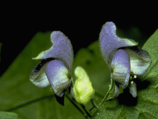 Aconitum noveboracense (Northern blue monkshood) #6102