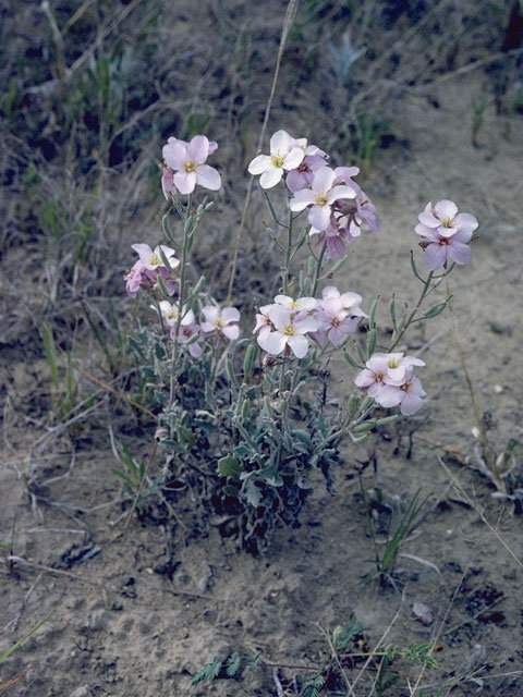 Nerisyrenia camporum (Bicolor fanmustard) #6737