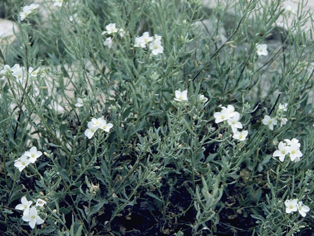 Nerisyrenia camporum (Bicolor fanmustard) #6738