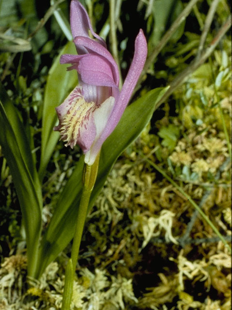 Arethusa bulbosa (Dragon's mouth) #6826