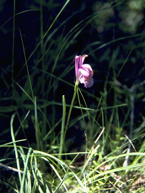 Arethusa bulbosa (Dragon's mouth) #6827