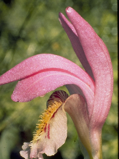 Arethusa bulbosa (Dragon's mouth) #6828