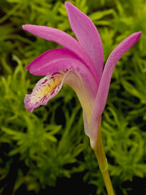 Arethusa bulbosa (Dragon's mouth) #6830