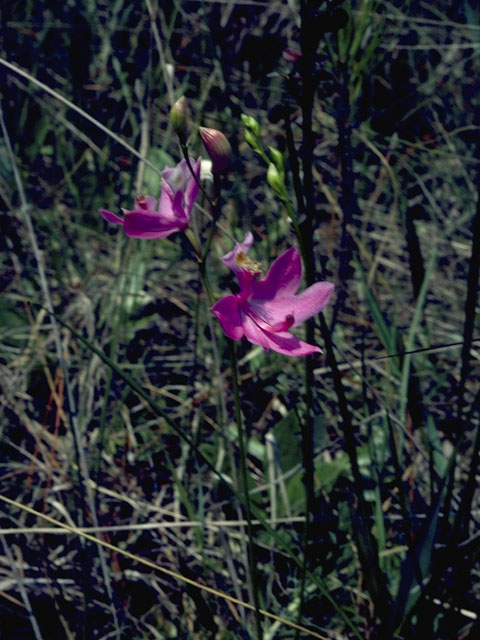 Calopogon multiflorus (Manyflower grasspink) #6834