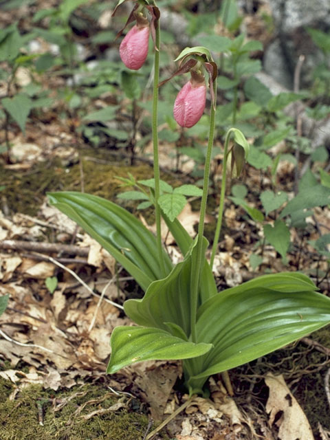 Cypripedium acaule (Moccasin flower) #6869