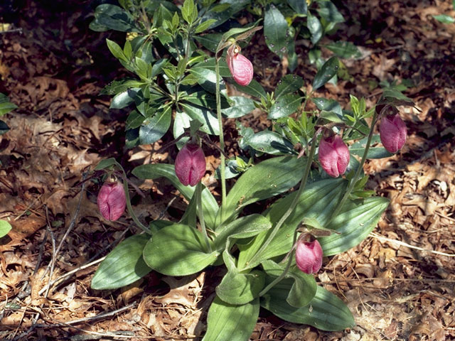 Cypripedium acaule (Moccasin flower) #6870