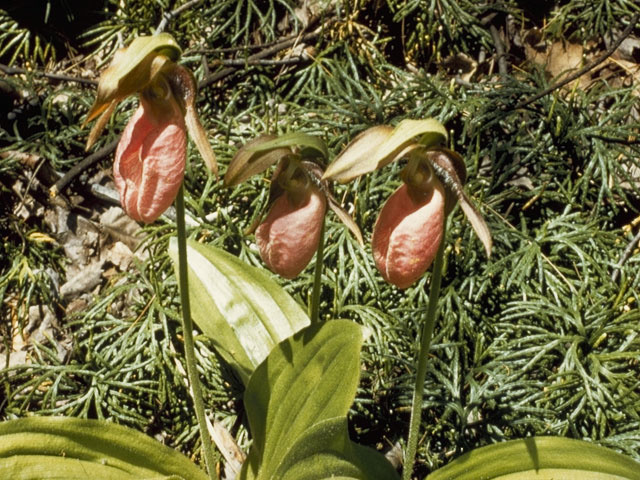 Cypripedium acaule (Moccasin flower) #6871