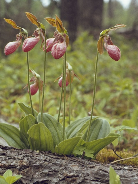 Cypripedium acaule (Moccasin flower) #6873