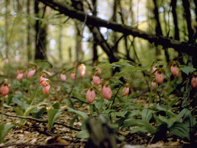 Cypripedium acaule (Moccasin flower) #6874