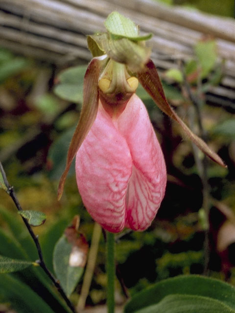 Cypripedium acaule (Moccasin flower) #6875