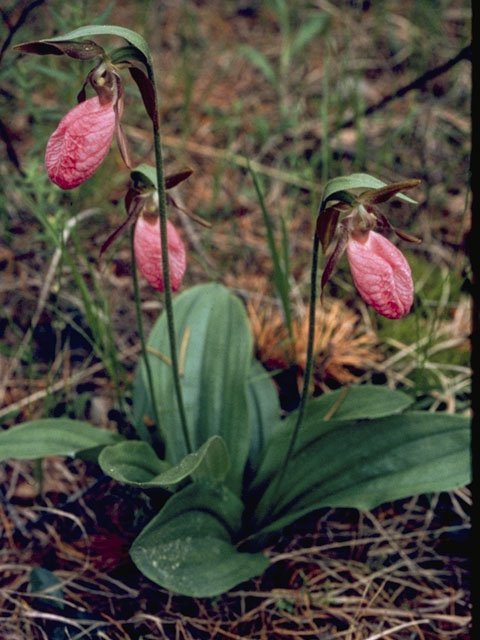 Cypripedium acaule (Moccasin flower) #6876