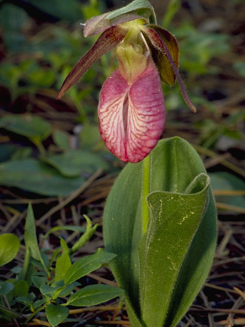 Cypripedium acaule (Moccasin flower) #6877