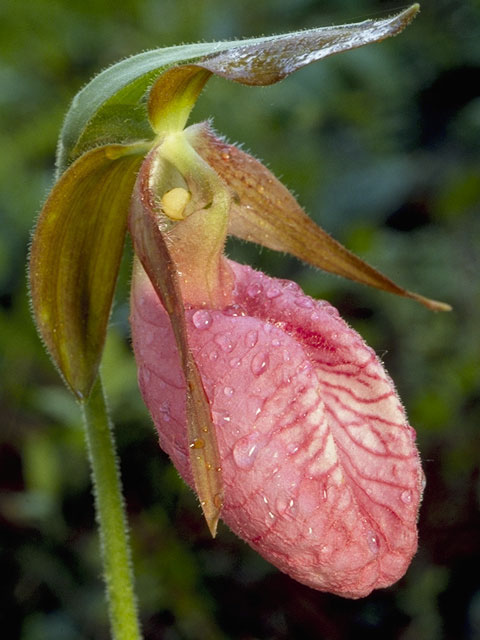 Cypripedium acaule (Moccasin flower) #6878