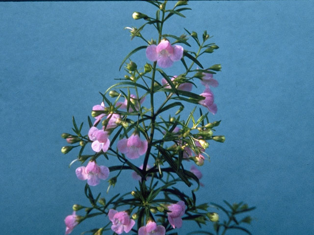 Agalinis purpurea (Purple false foxglove) #7285