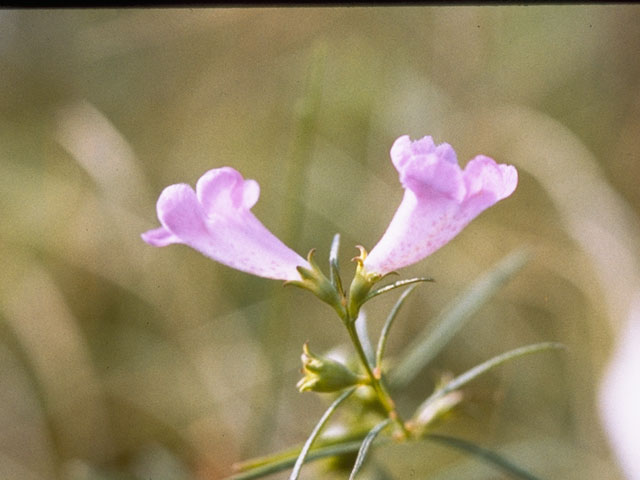 Agalinis tenuifolia var. tenuifolia (Slenderleaf false foxglove) #7286