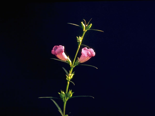 Agalinis tenuifolia var. tenuifolia (Slenderleaf false foxglove) #7287