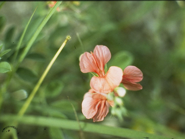 Indigofera miniata (Scarlet pea) #8719