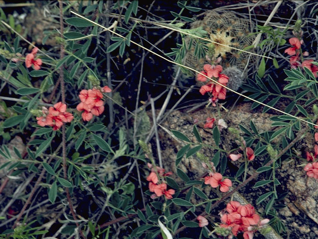 Indigofera miniata (Scarlet pea) #8720