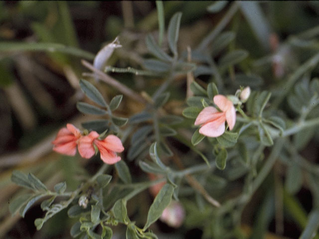 Indigofera miniata (Scarlet pea) #8721