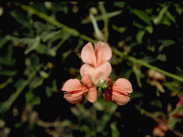 Indigofera miniata (Scarlet pea) #8722