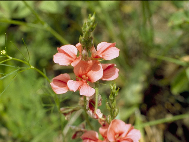 Indigofera miniata (Scarlet pea) #8723