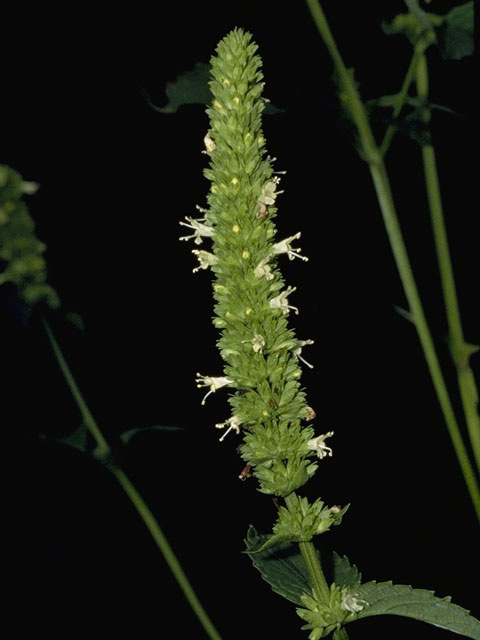 Agastache nepetoides (Yellow giant hyssop) #8768