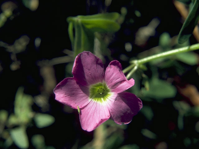 Oxalis drummondii (Drummond's wood-sorrel) #9675