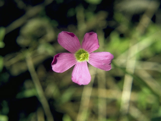 Oxalis drummondii (Drummond's wood-sorrel) #9676