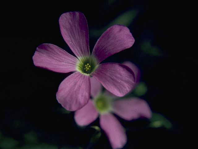 Oxalis drummondii (Drummond's wood-sorrel) #9677