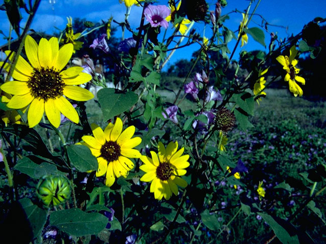 Helianthus annuus (Common sunflower) #15775