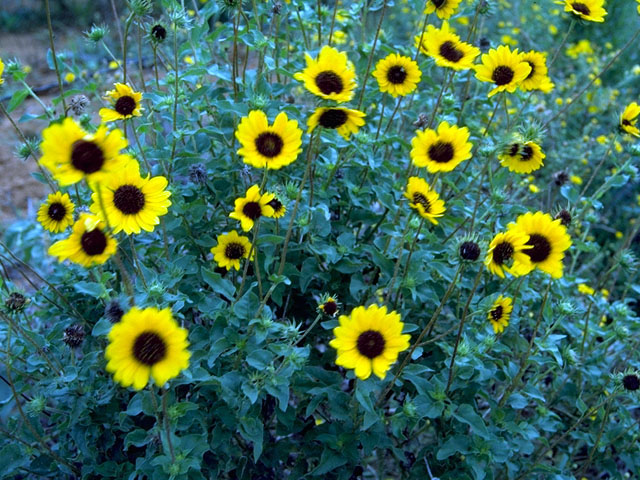 Helianthus annuus (Common sunflower) #15793