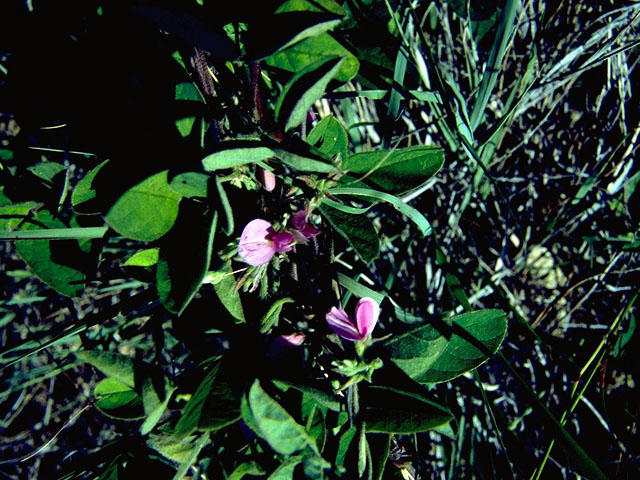 Indigofera miniata (Scarlet pea) #16245