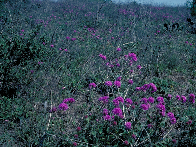 Abronia ameliae (Amelia's sand-verbena) #16404