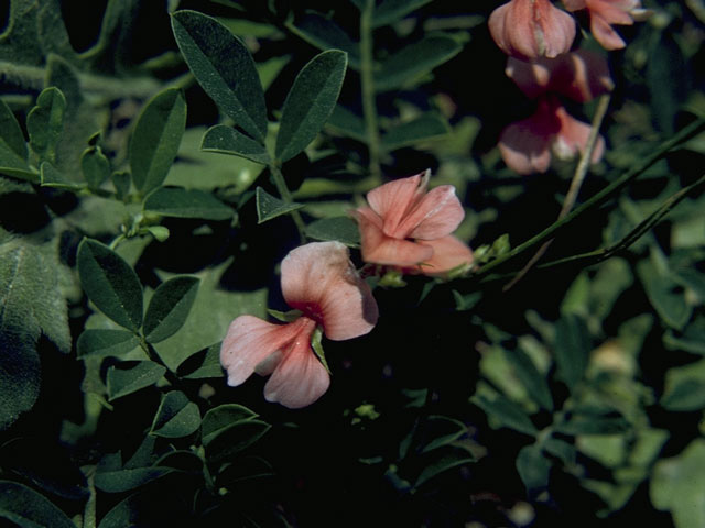 Indigofera miniata (Scarlet pea) #10459