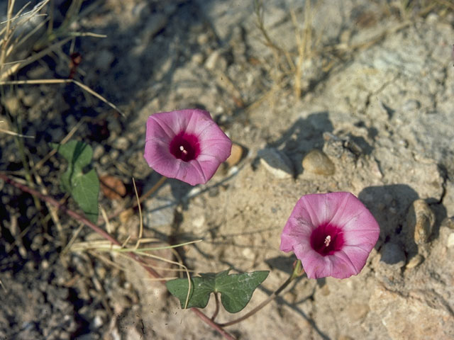 Ipomoea cordatotriloba var. cordatotriloba (Tievine) #10489